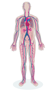 Shootinh heroin can cause irreversible damage to the circolatory system.
