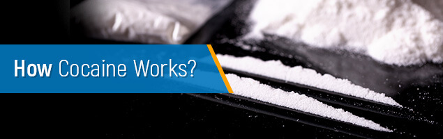 How does cocaine work?