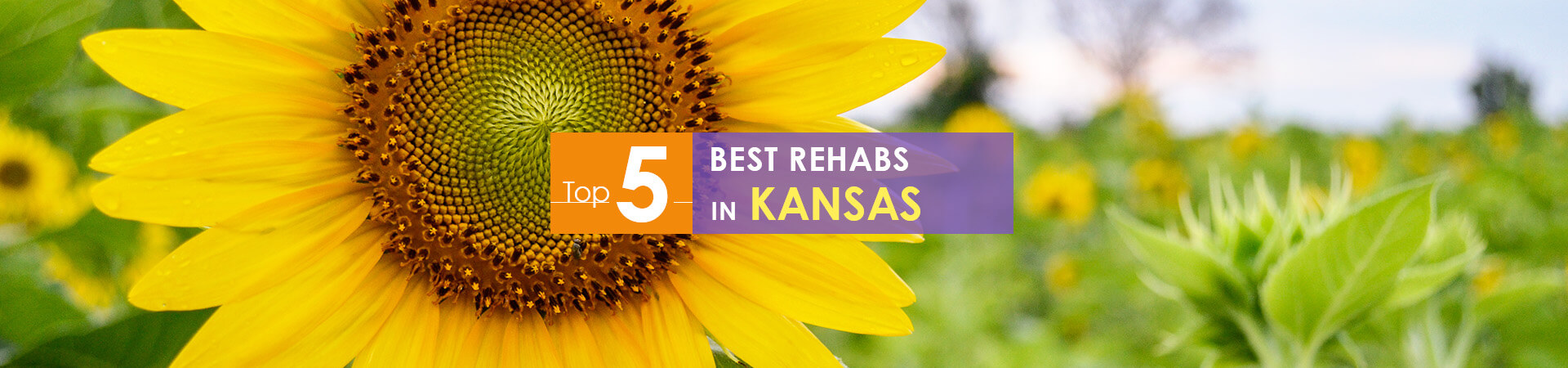 sunflower background and top 5 rehabs in Kansas caption