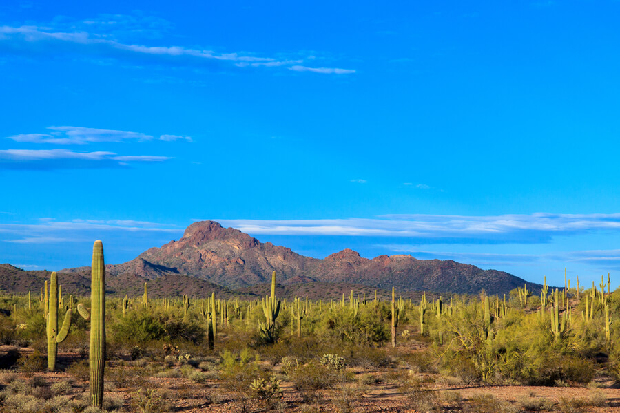Arizona Desert