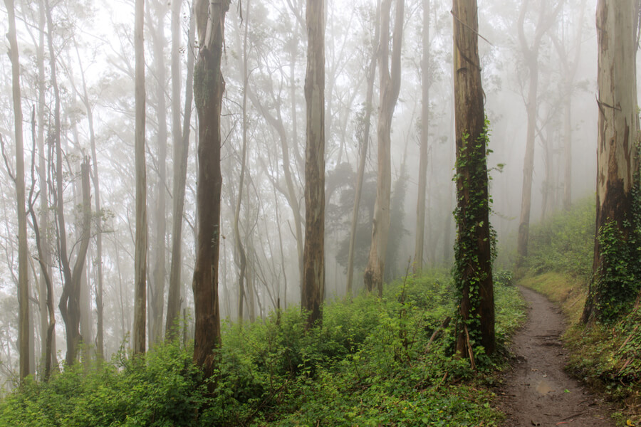 Forest Cloud. Mount Sutro
