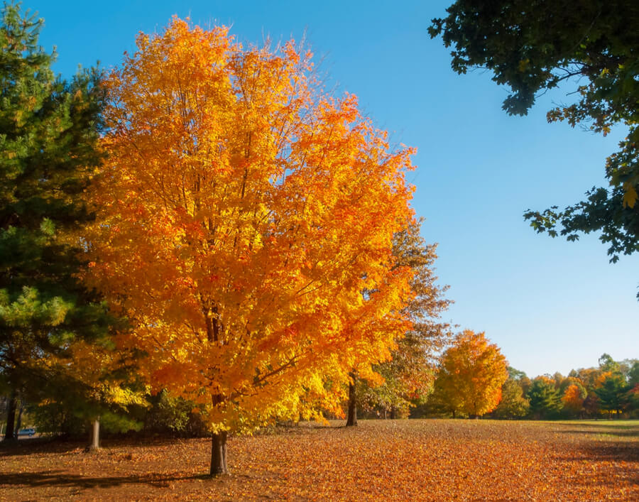 Monmouth Battlefield State Park in Freehold NJ