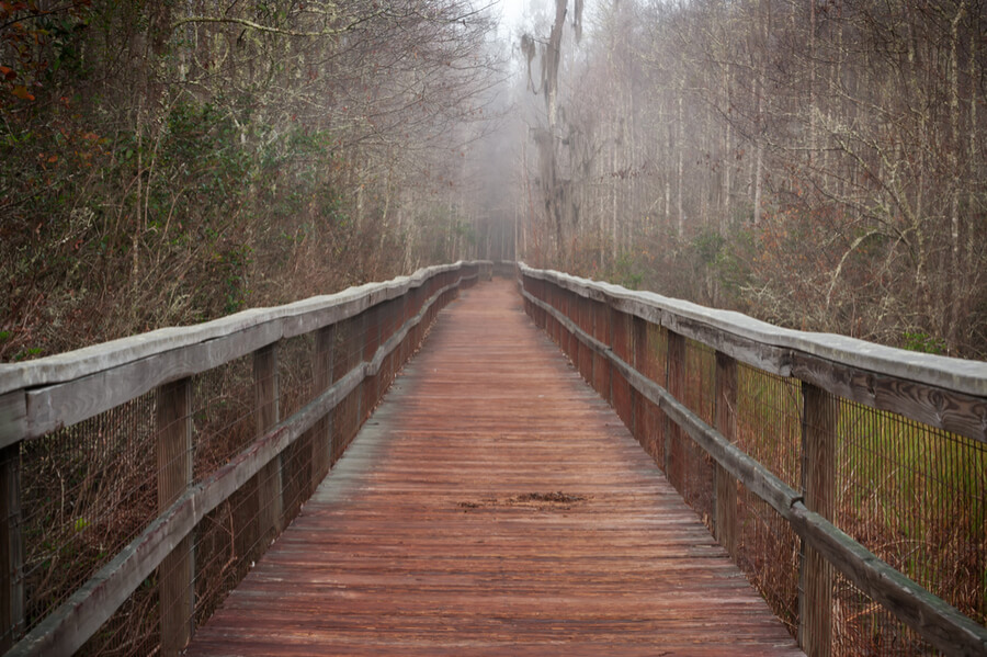 Grand Bay swamp in Valdosta, Georgia