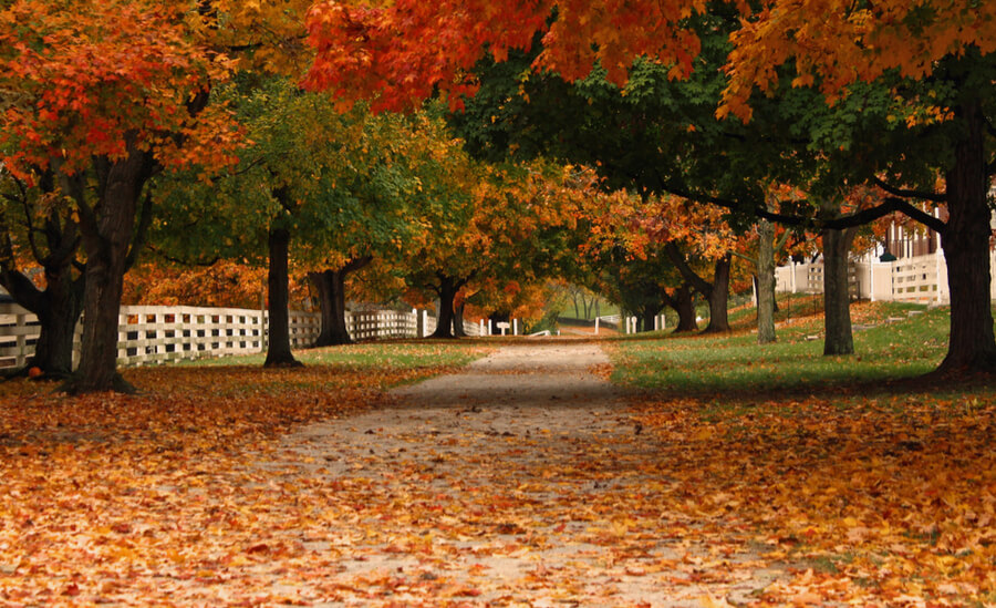 Kentucky Fall Trees