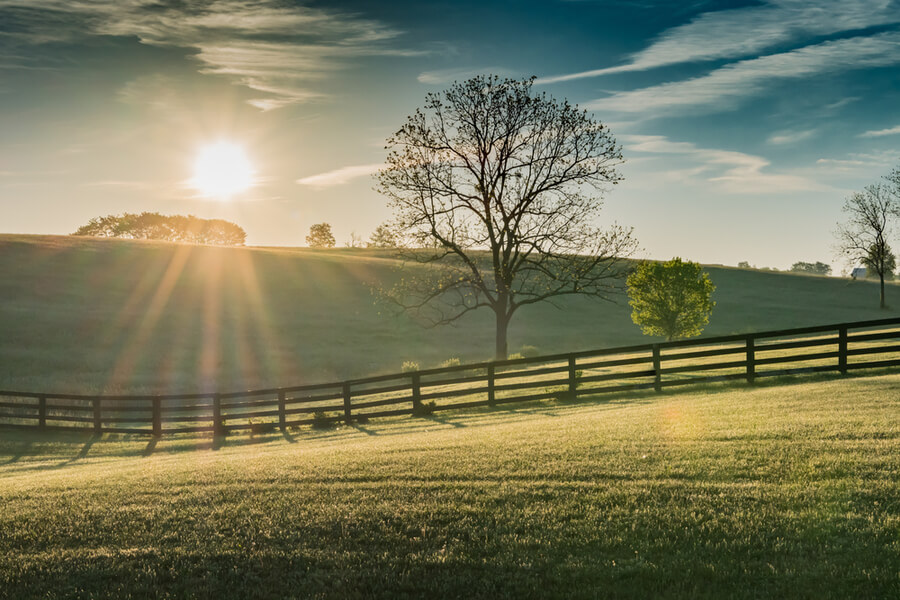 Kentucky Field at Dawn