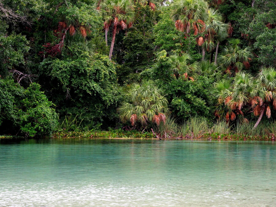 Ocala National Forest