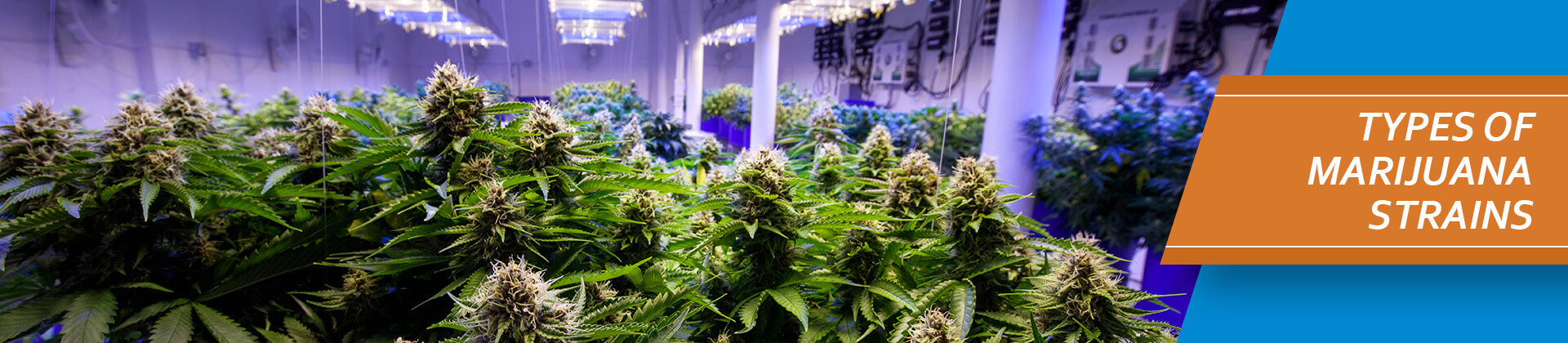 marijuana types and strains