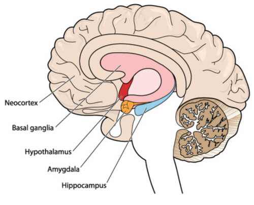 Marijuana's Effect On The Brain: Harm To Brain Cells