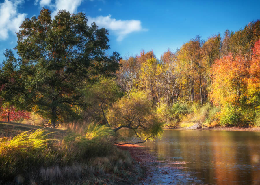 sunshine featuring fall colors