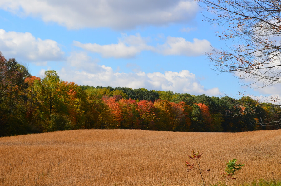 Golden field on a beautiful Autumn day