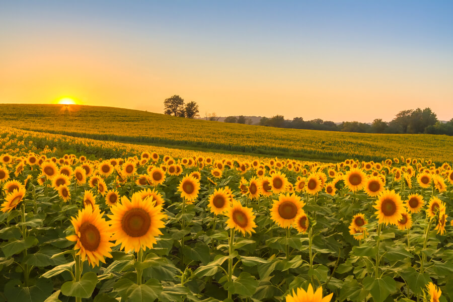 Sunflower field in the Midwest