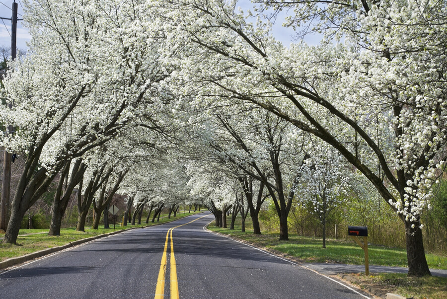 country road in Holmdel, New Jersey