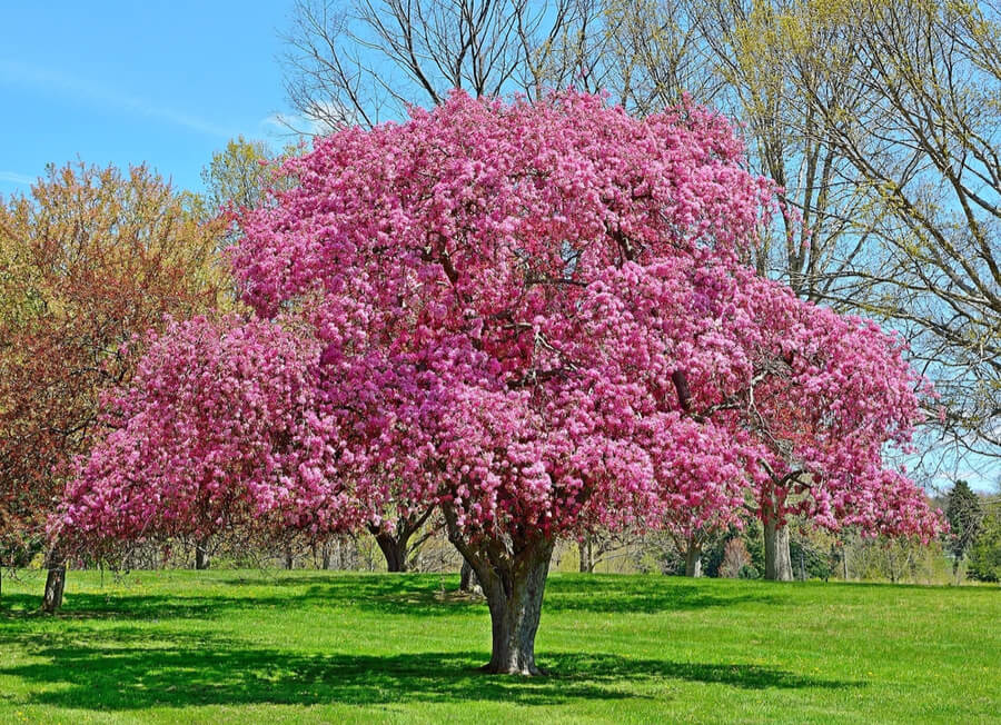 crabapple tree at Dawes Arboretum, Ohio