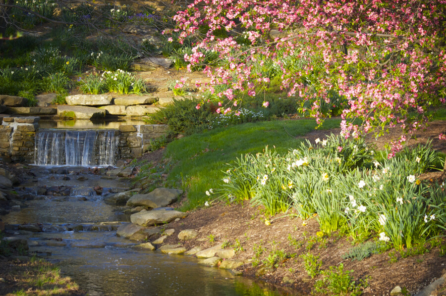 pink trees at Indiana University in Bloomington, Indiana