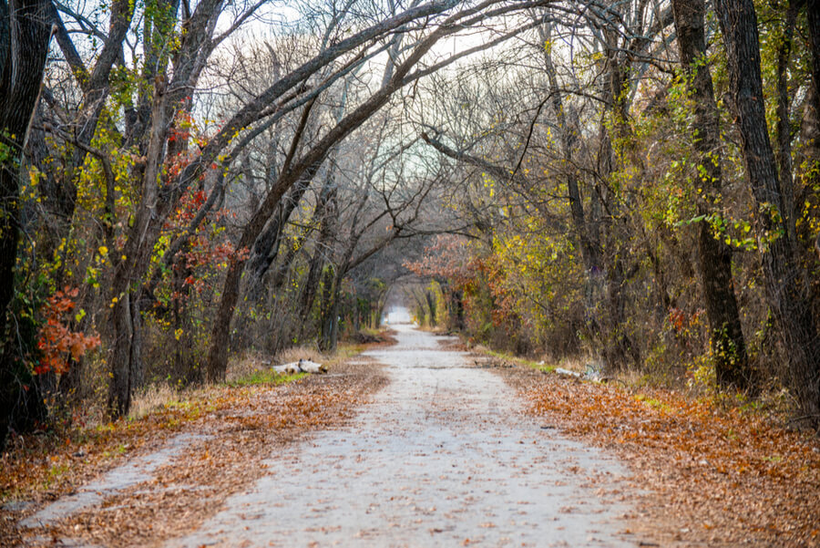 Old Alton Road tree tunnel in Denton, Texas