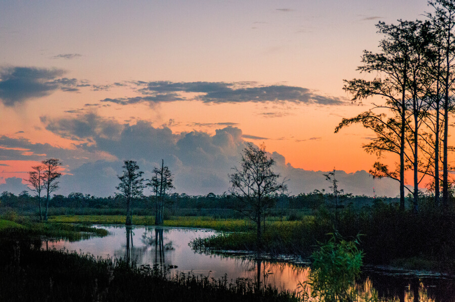 cypress trees in Louisiana