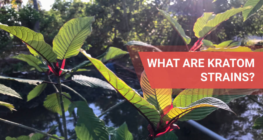 kratom strains