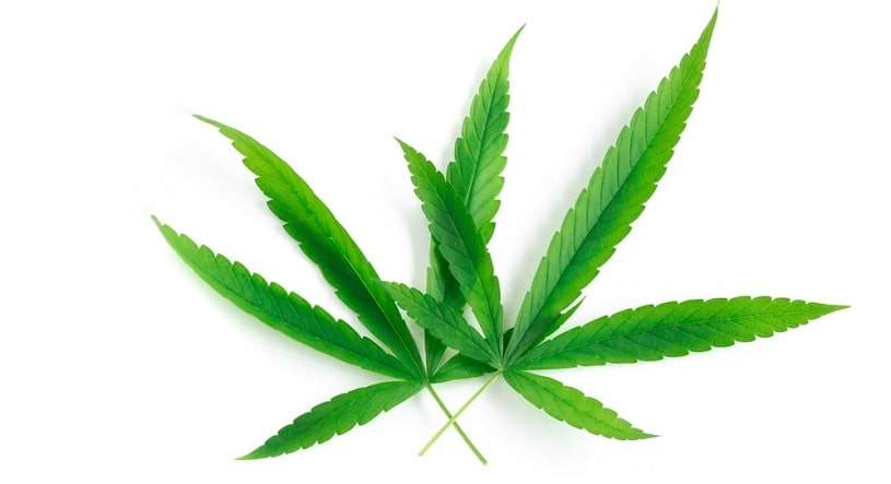 Cannabis Ruderalis plant.