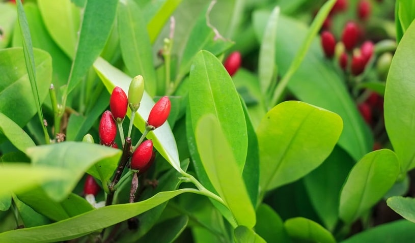 Leaves of coca plant.