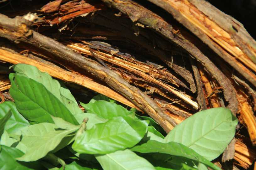 Ayahuasca plant.