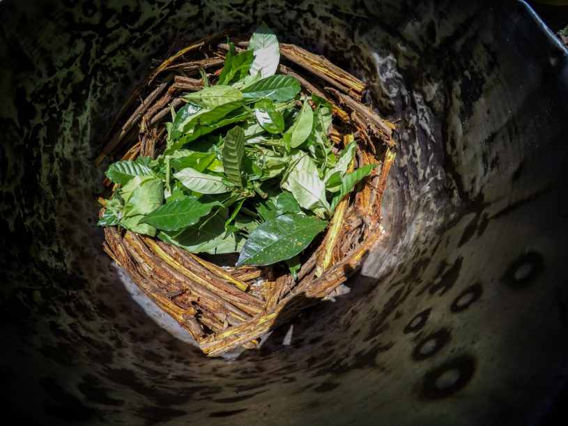 Ayahuasca tea plants in the bowl.