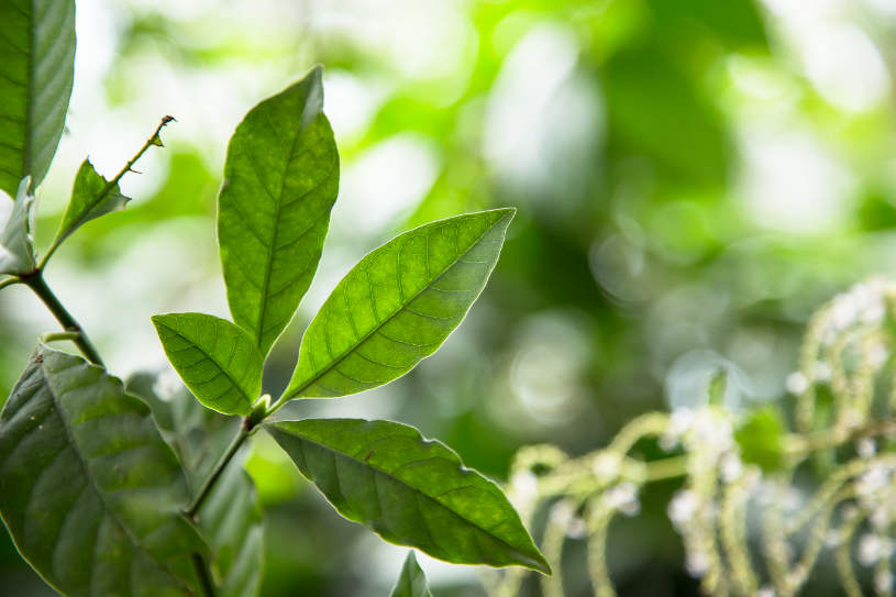 Some plant that has DMT in its leaves.