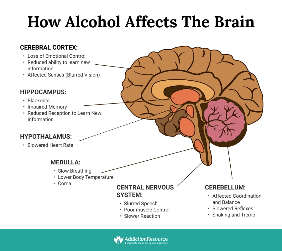 Alcohol Effects on the Brain
