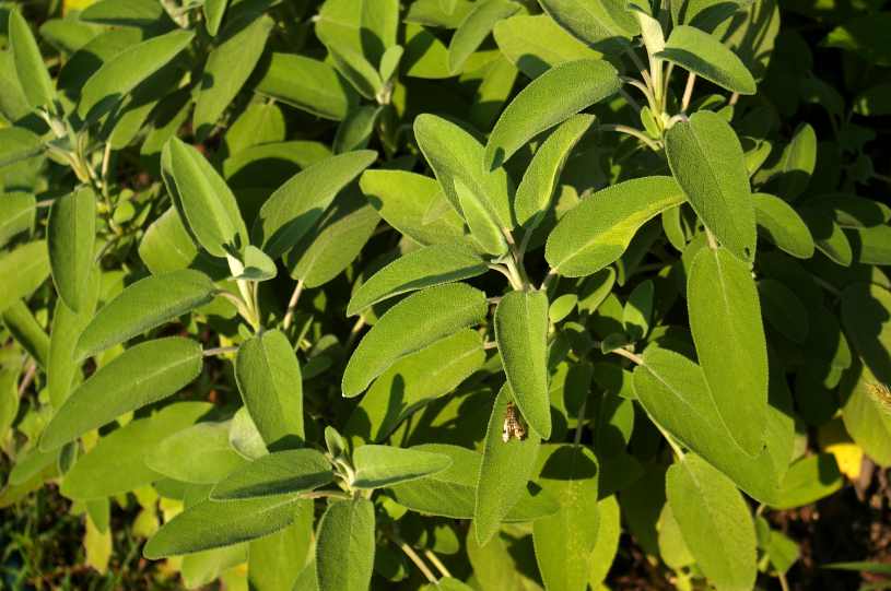 Salvia divinorum leaves.