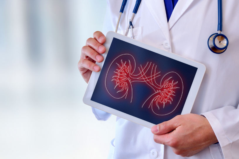 A doctor holds a picture of kidneys in his hands.