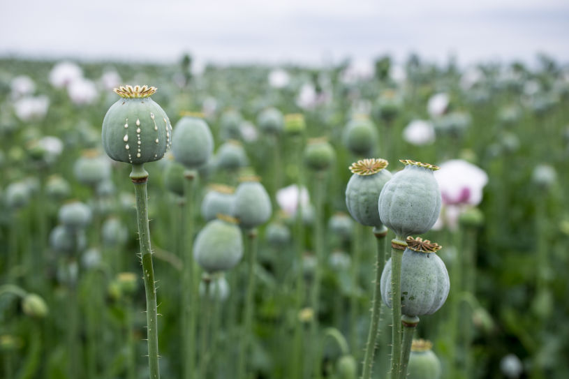 A poppy field.