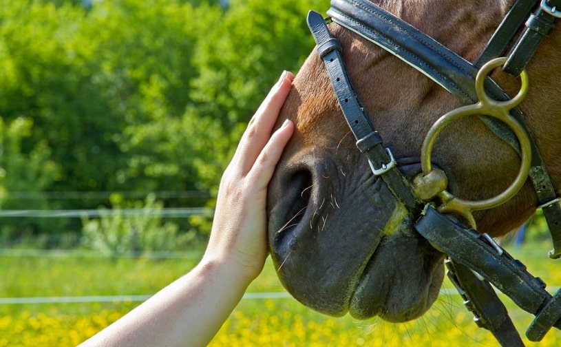 A hand stroking horse's head.
