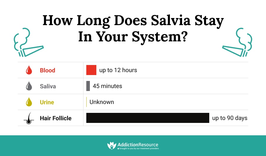 How Long Does Salvia Stay in Your System?